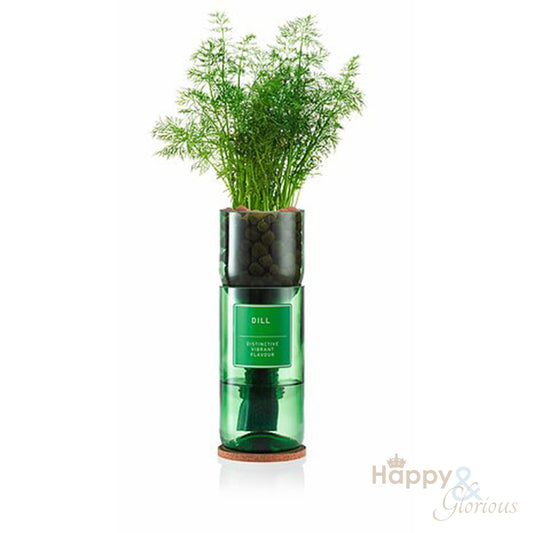 Dill hydroponic organic herb growing kit