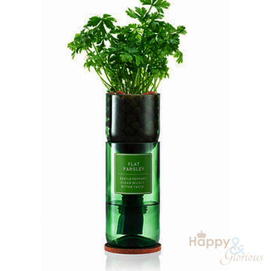 Flat Parsley hydroponic organic herb growing kit